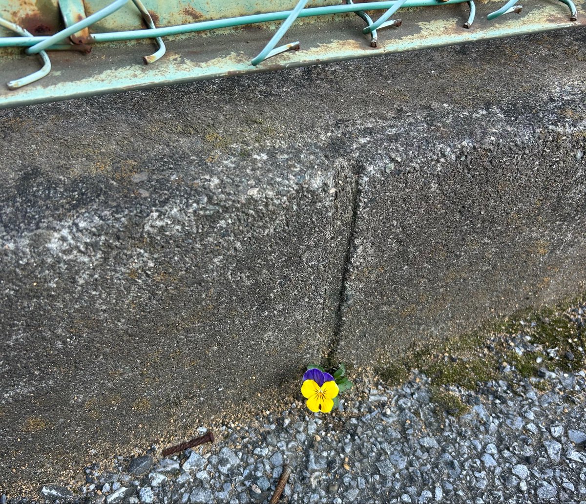 スワミー tweet media