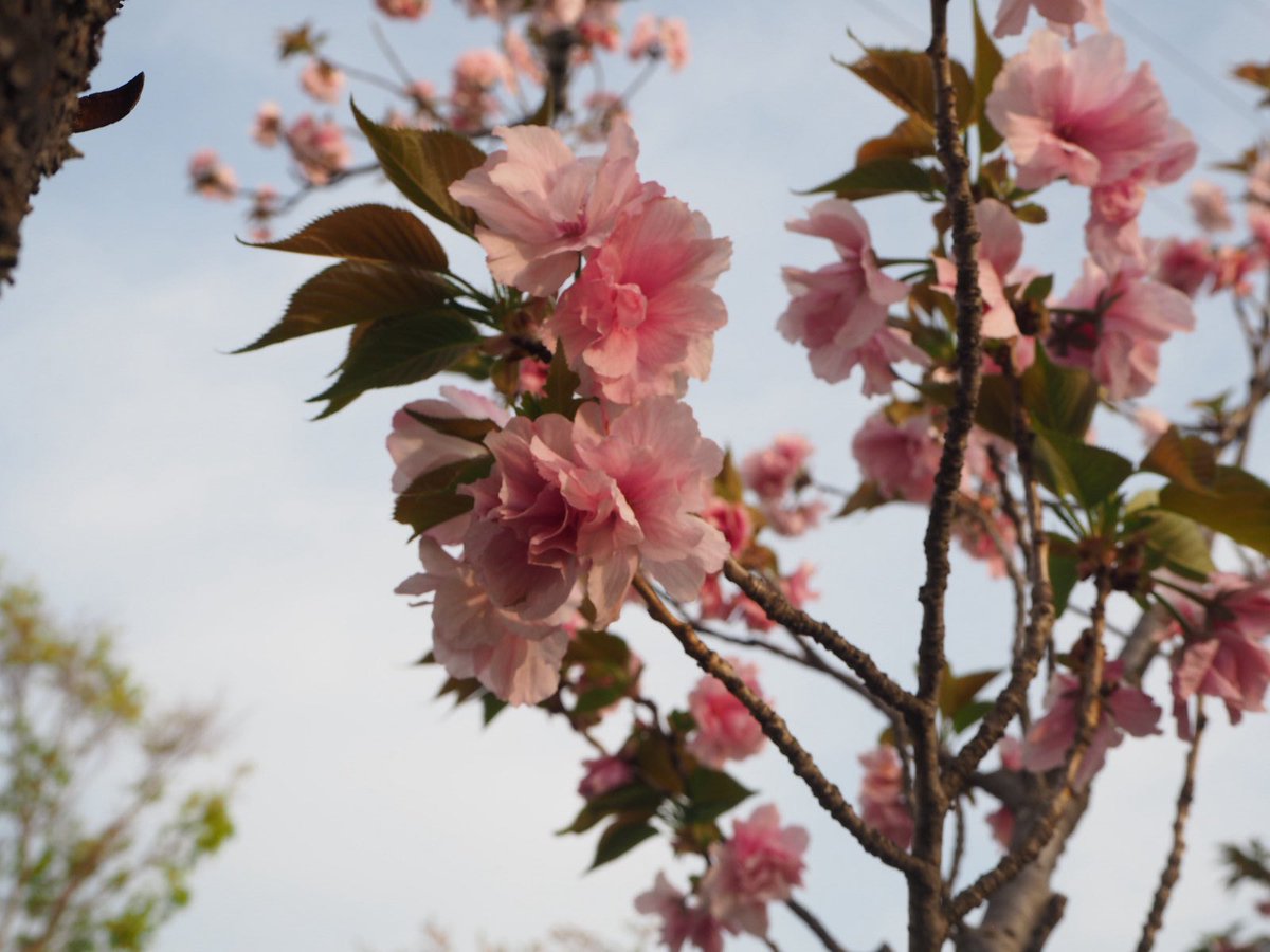 森風子 tweet media