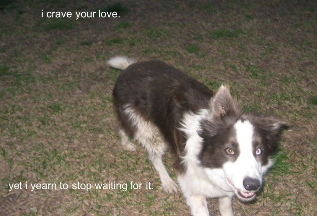 Dog tweet media