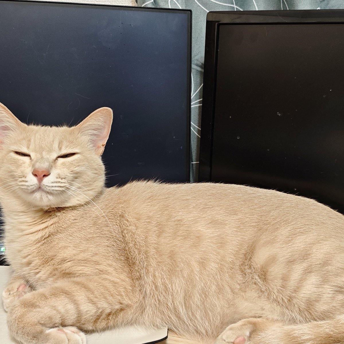 水雪駄🍊 tweet media