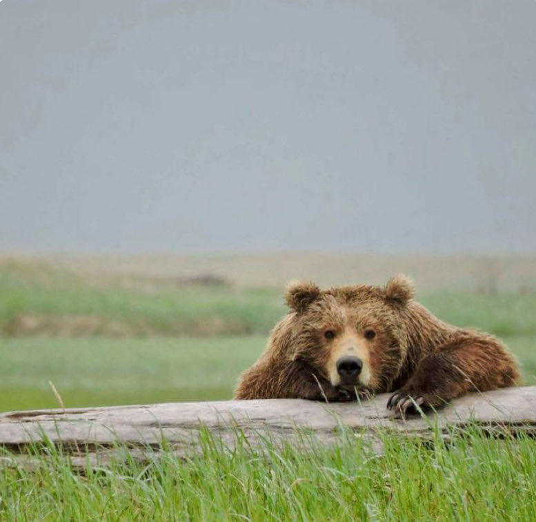 Zombie Bunny tweet media