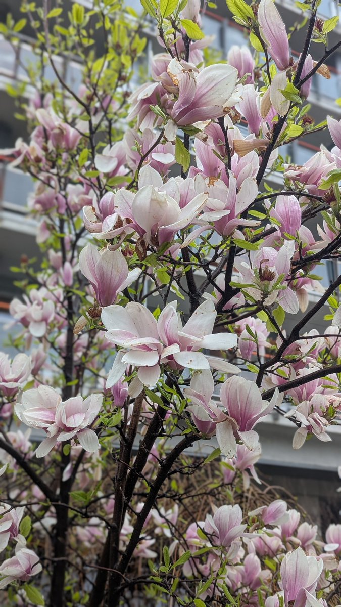 ljubica bungin tweet media