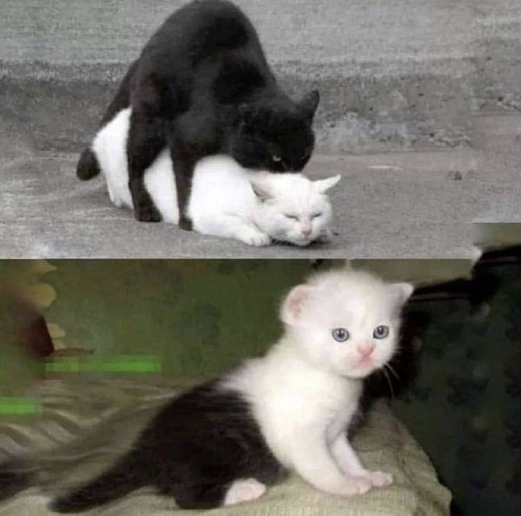 Apex Imperialist tweet media