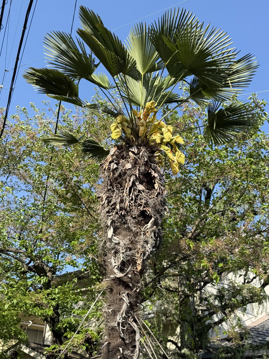 五元硬币 tweet media