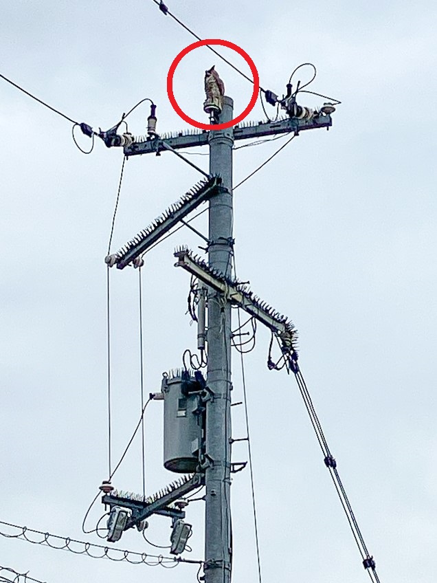 関西電力送配電株式会社【公式】 tweet media