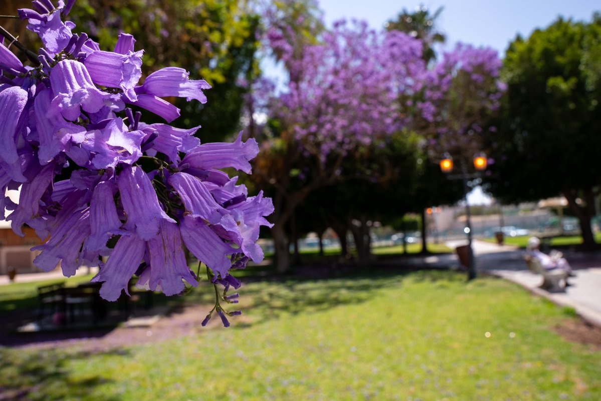 محافظة الطائف tweet media