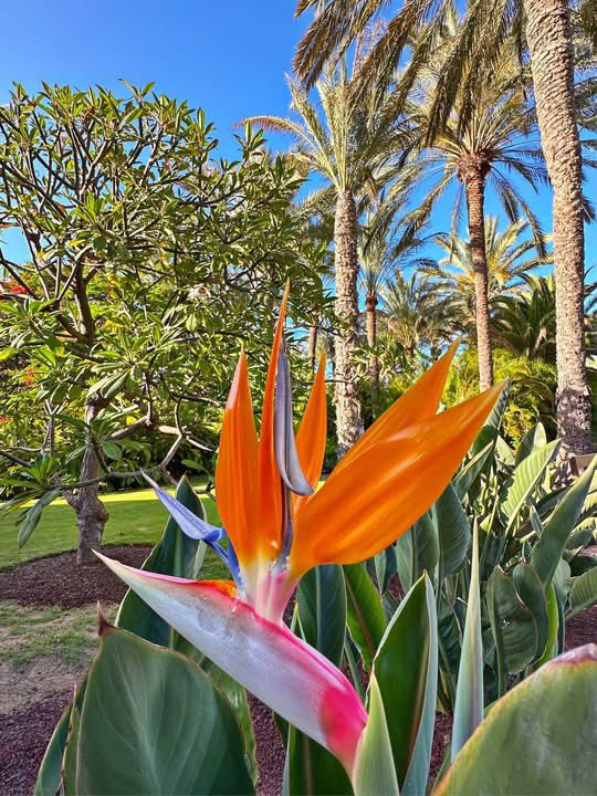 mycanaryislands's tweet image. ¡Feliz Jueves!

#sunrise #thursday #lopesancostameloneras #meloneras #maspalomas #grancanaria #canarias #spain #españa #mycanaryislands #fblifestylechallenge