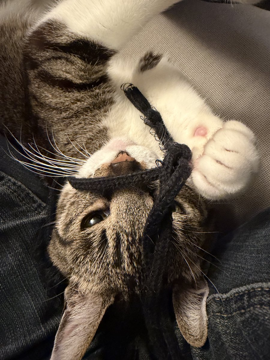 グラ丸だったエド tweet media