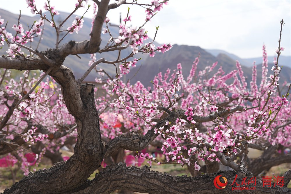 【青海：千畝桃林繁花似錦】和煦春風拂過河湟谷地，青海省海東市民和回族土族自治縣下川口村千畝桃林繁花似錦，桃花源景區內遊人如織，共赴一場春日浪漫之約。