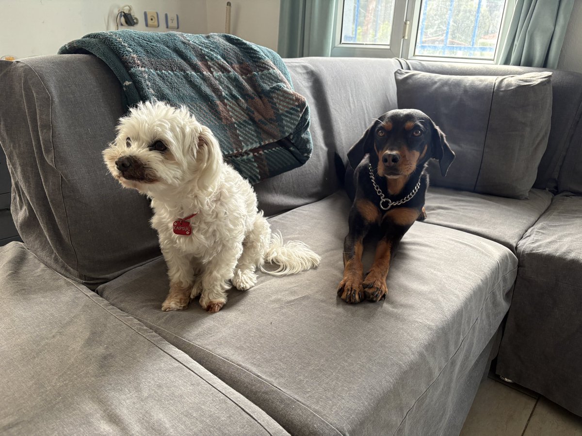 Kapsül 💊 tweet media