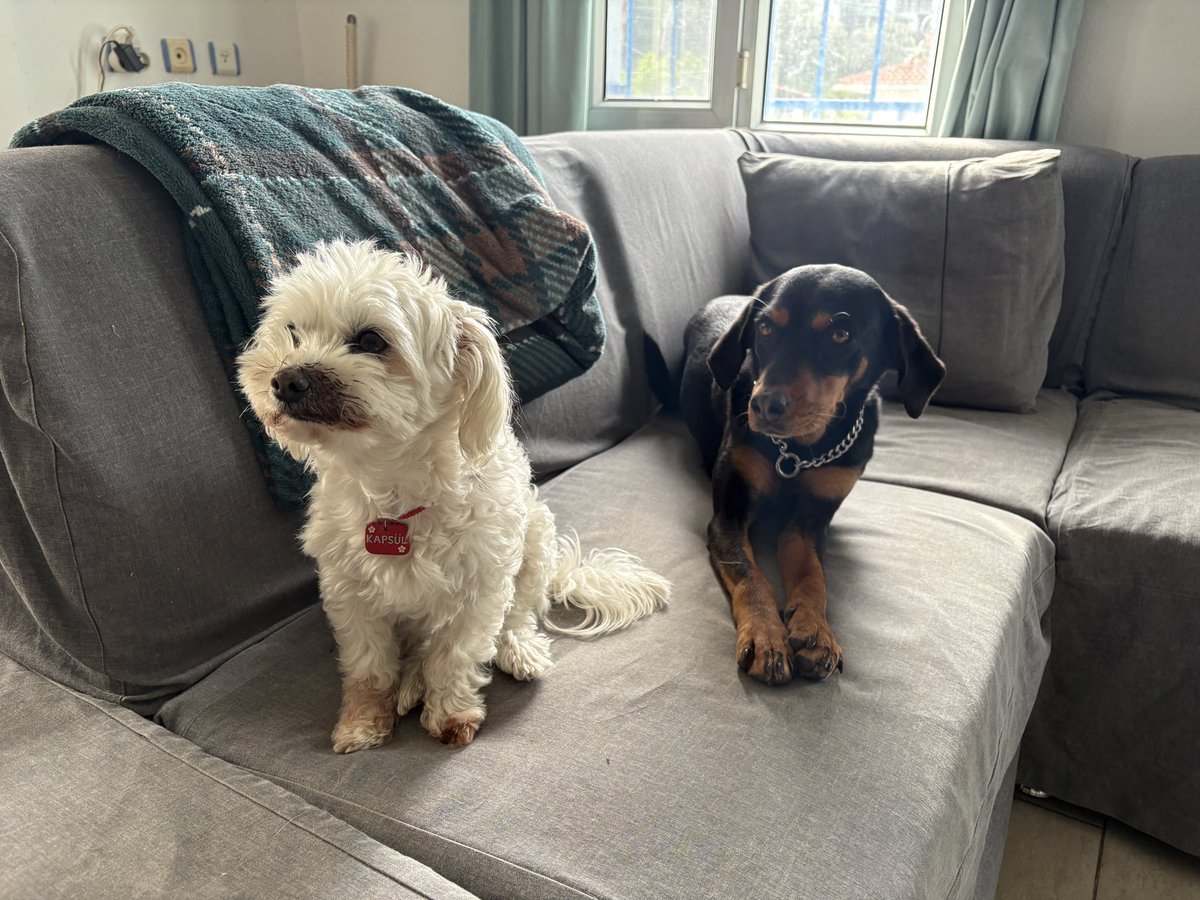 Kapsül 💊 tweet media