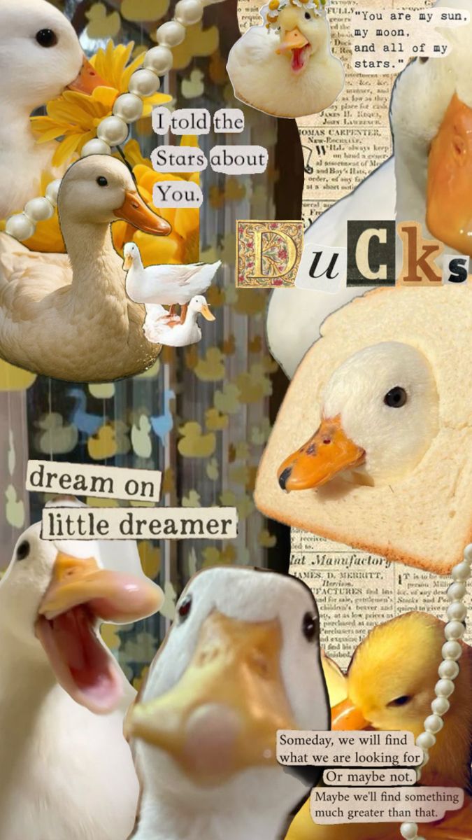 duckfacts.eth (on farcaster) tweet media