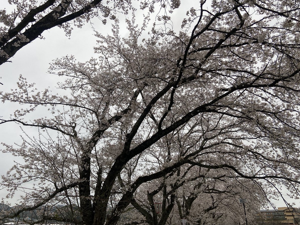 Sacky_depot09's tweet photo. *今年の桜（2026年）*
続き
その②

（以上です） https://t.co/SujnCNCmzs