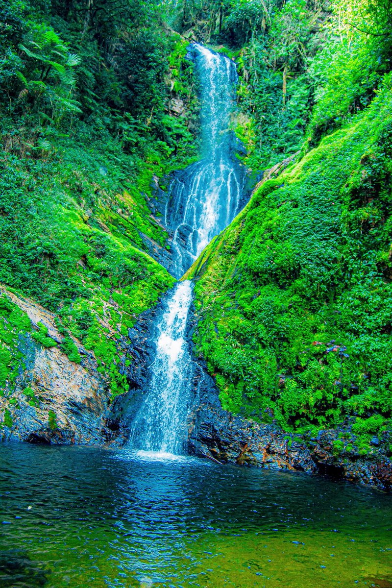 _Toussaint_3's tweet image. Sri Lanka, Thailand and Nepal is great place for nature lovers especially on budget but have you tried @NyungwePark in Rwanda? 

Where heart meet the nature.  

@visitrwanda_now 
#Travel 
#ExploreMore 
#Rwot