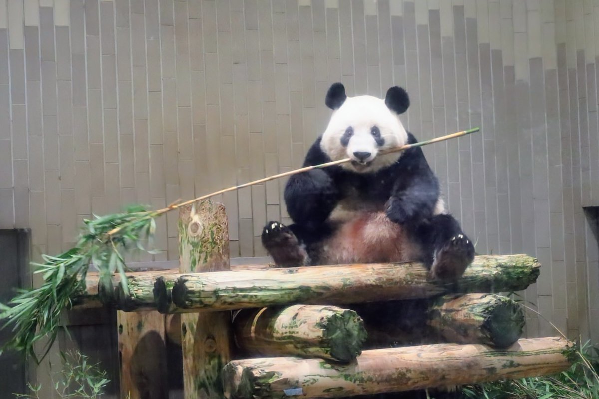 まや子 tweet media