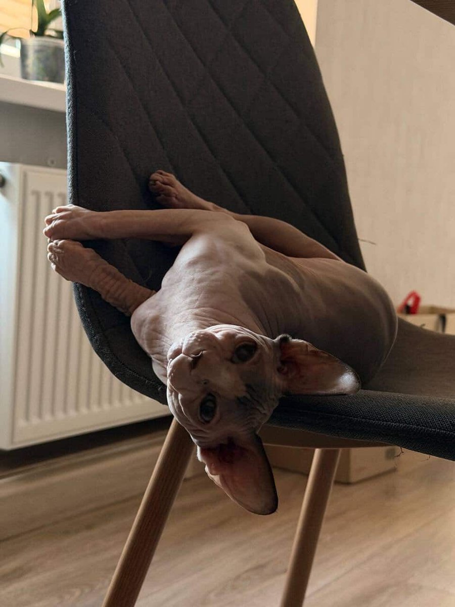 Радаґаздиня Василівна tweet media