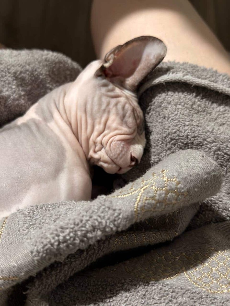 Радаґаздиня Василівна tweet media