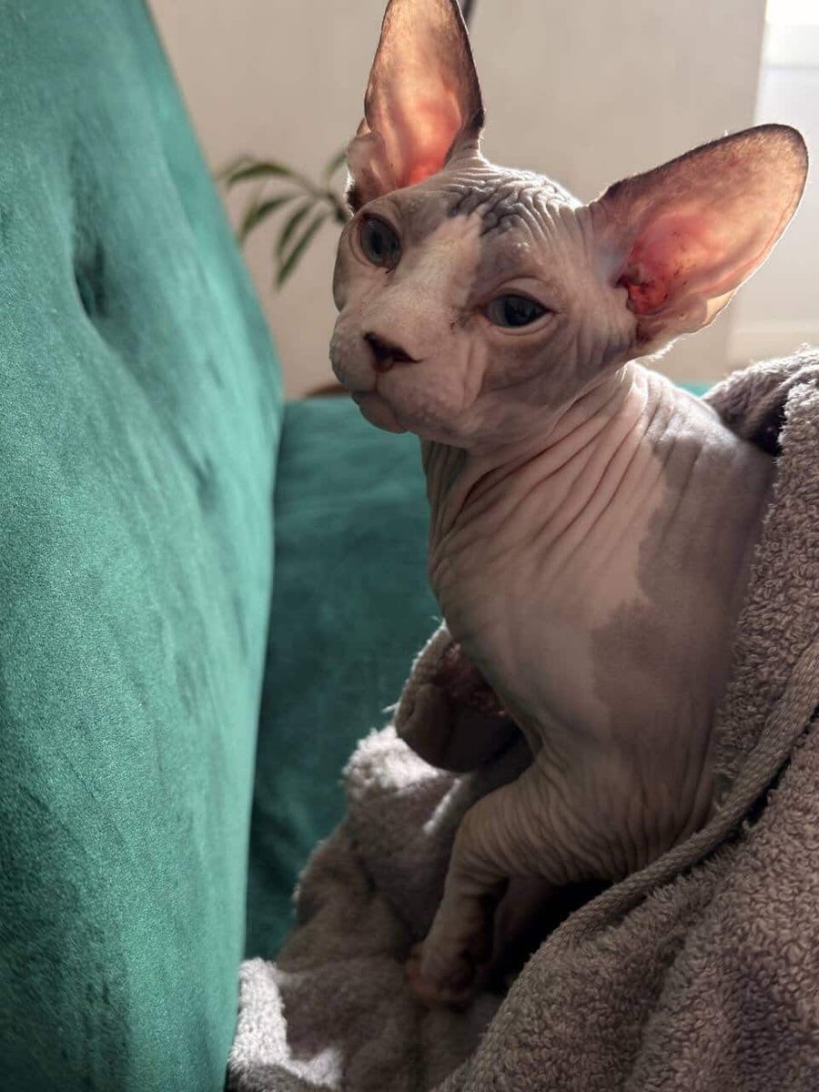 Радаґаздиня Василівна tweet media