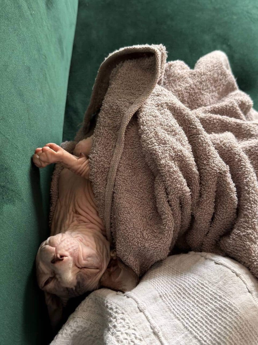 Радаґаздиня Василівна tweet media