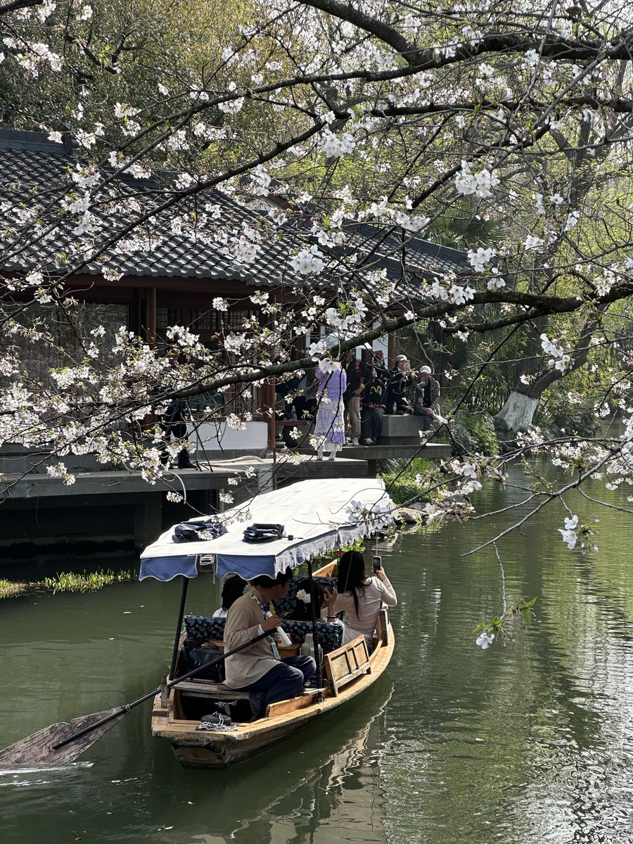 RongJ12's tweet photo. ดอกซากุระบานสะพรั่ง ที่ West Lake (Xi Hu) in Hangzhou https://t.co/PKxJOCUpXh