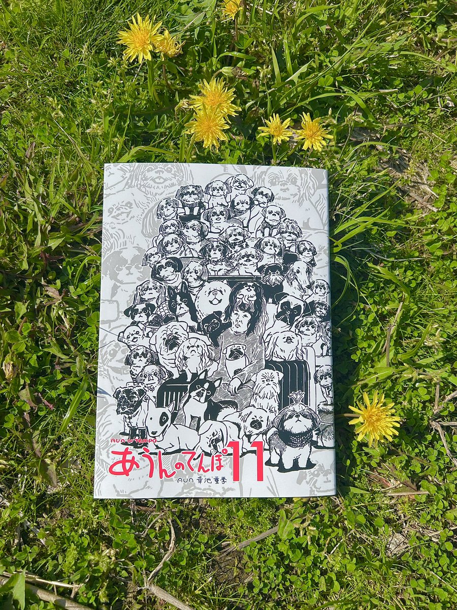 シーズー犬あうんのてんぽ【公式】AUN🇯🇵 tweet media