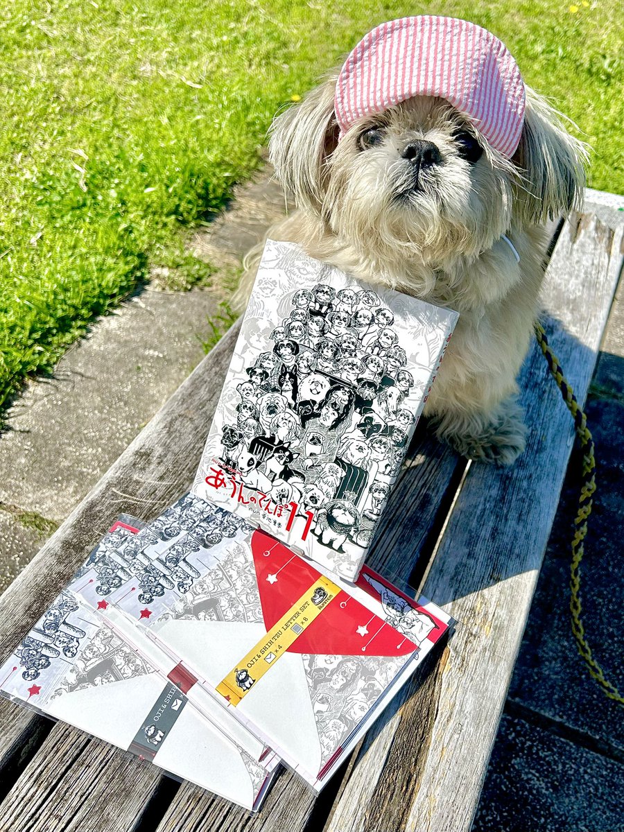 シーズー犬あうんのてんぽ【公式】AUN🇯🇵 tweet media