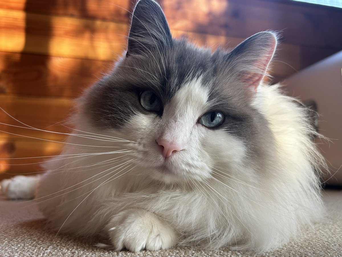 猫狂い人 tweet media