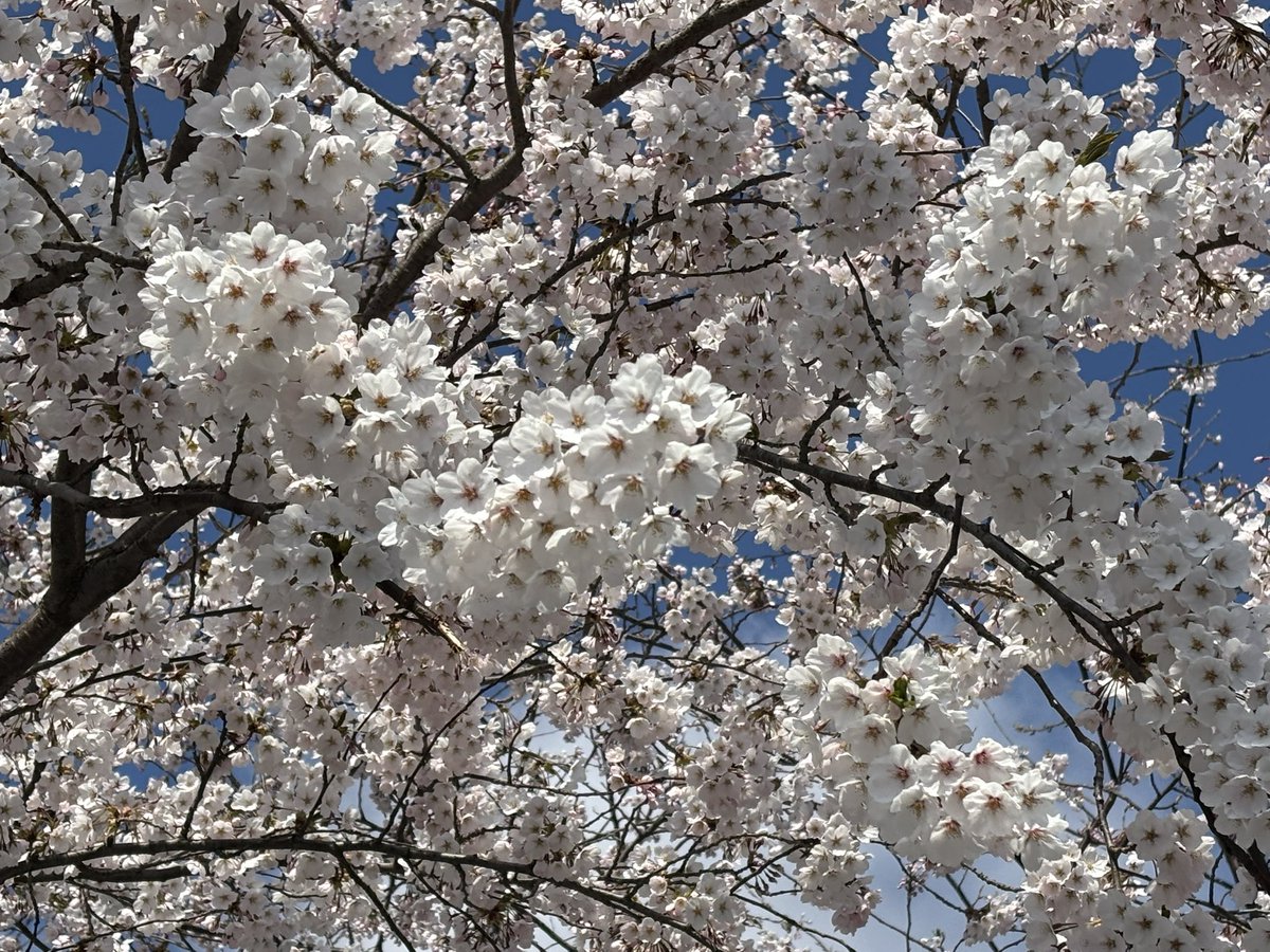 𝗡𝗮𝘁𝘀𝘂𝗺𝗶 tweet media