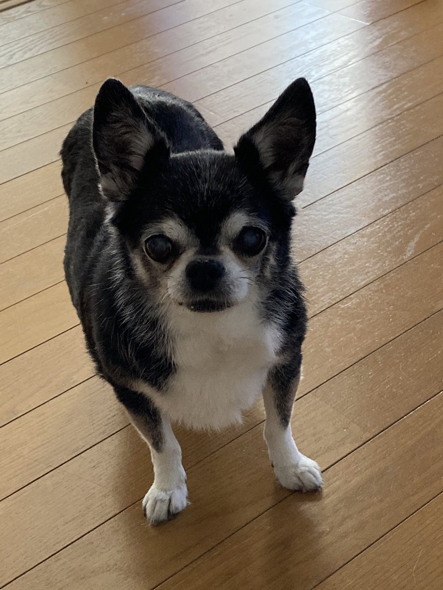 ここちゃんママ tweet media