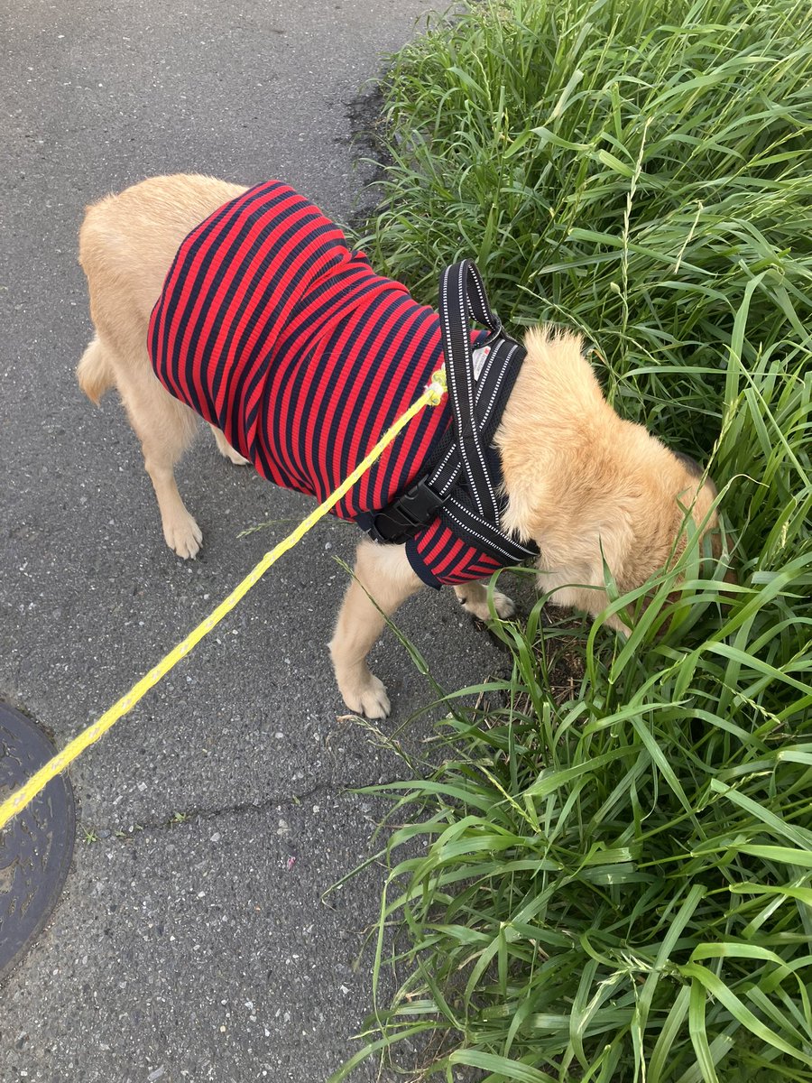 塩田☆ tweet media