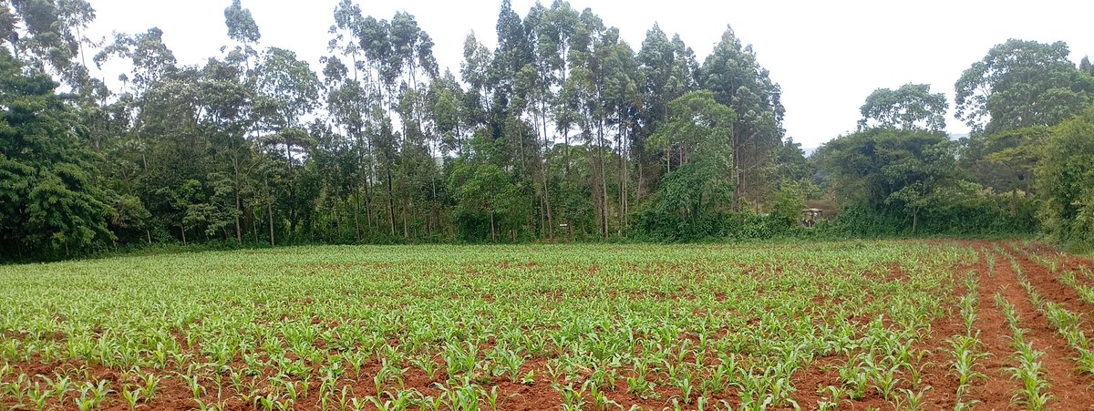 Tilingi 🐘 tweet media