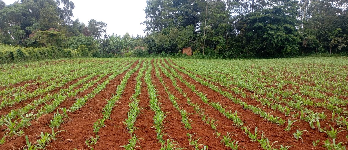 Tilingi 🐘 tweet media