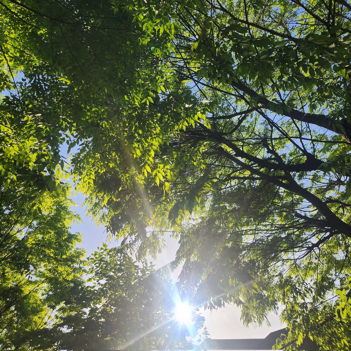 얀새_모심글rt부탁드립니다트친들 tweet media