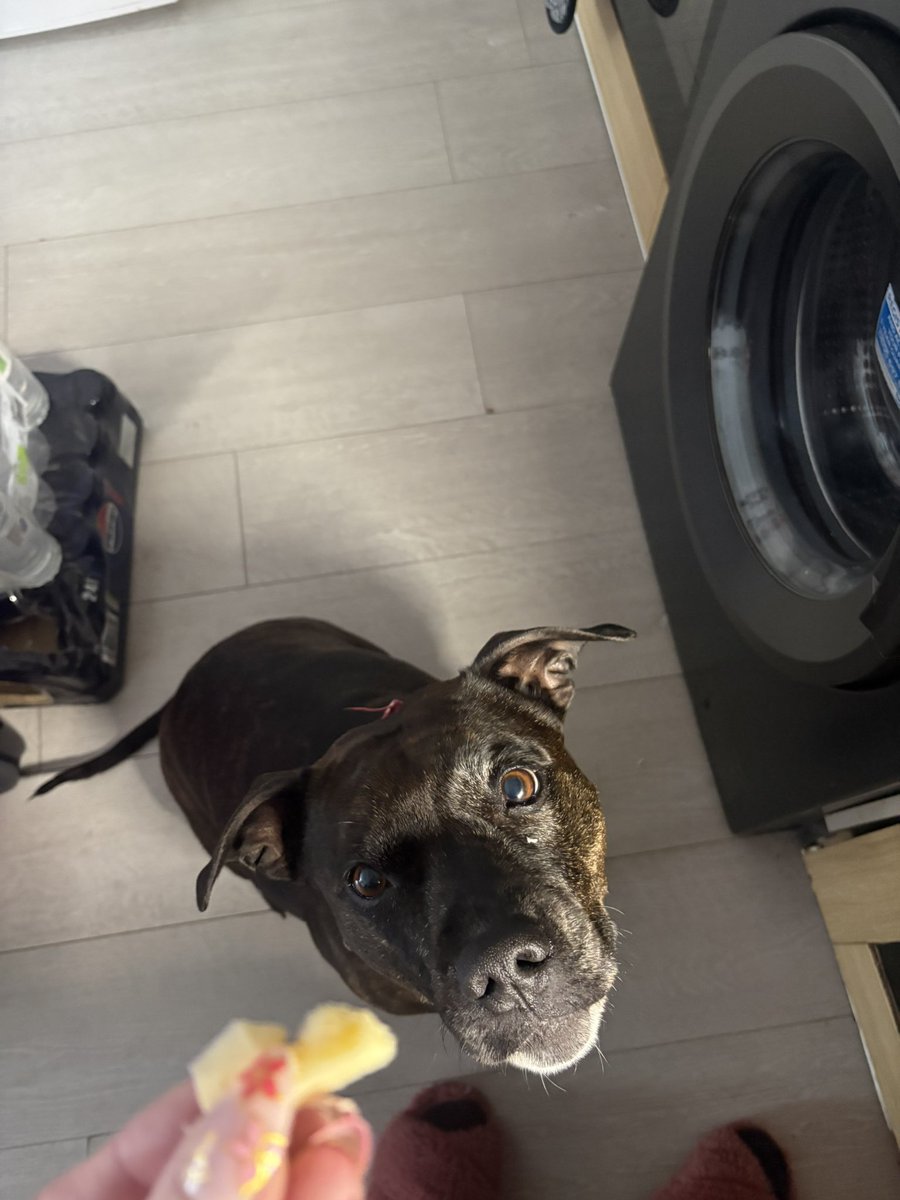 Kezkezbezbezomg's tweet image. Extra kisses for mum as the #CheeseTax was paid. 🧀🥰❤️ #dogs #cheesetax
