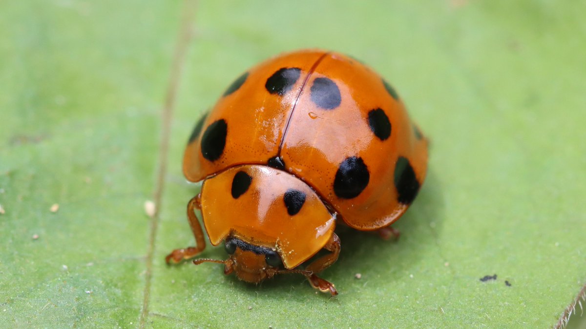 insects_birds's tweet image. ハラグロオオテントウ, Callicaria superba
#insects #bugs #Ladybugs #昆虫 #テントウムシ