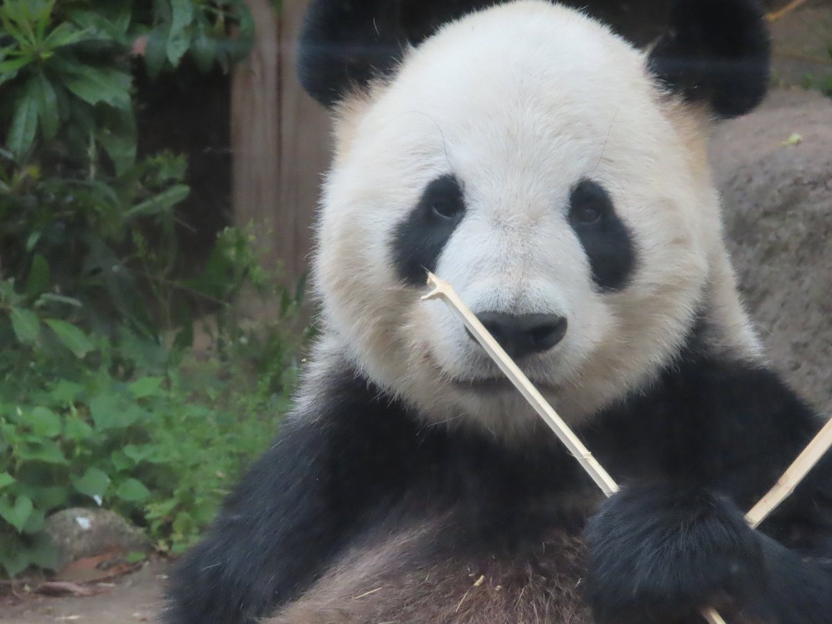 こひつじパンダ tweet media