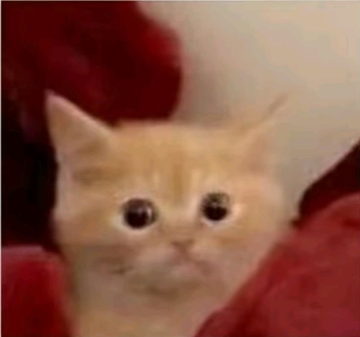 caci 🎀👶 tweet media