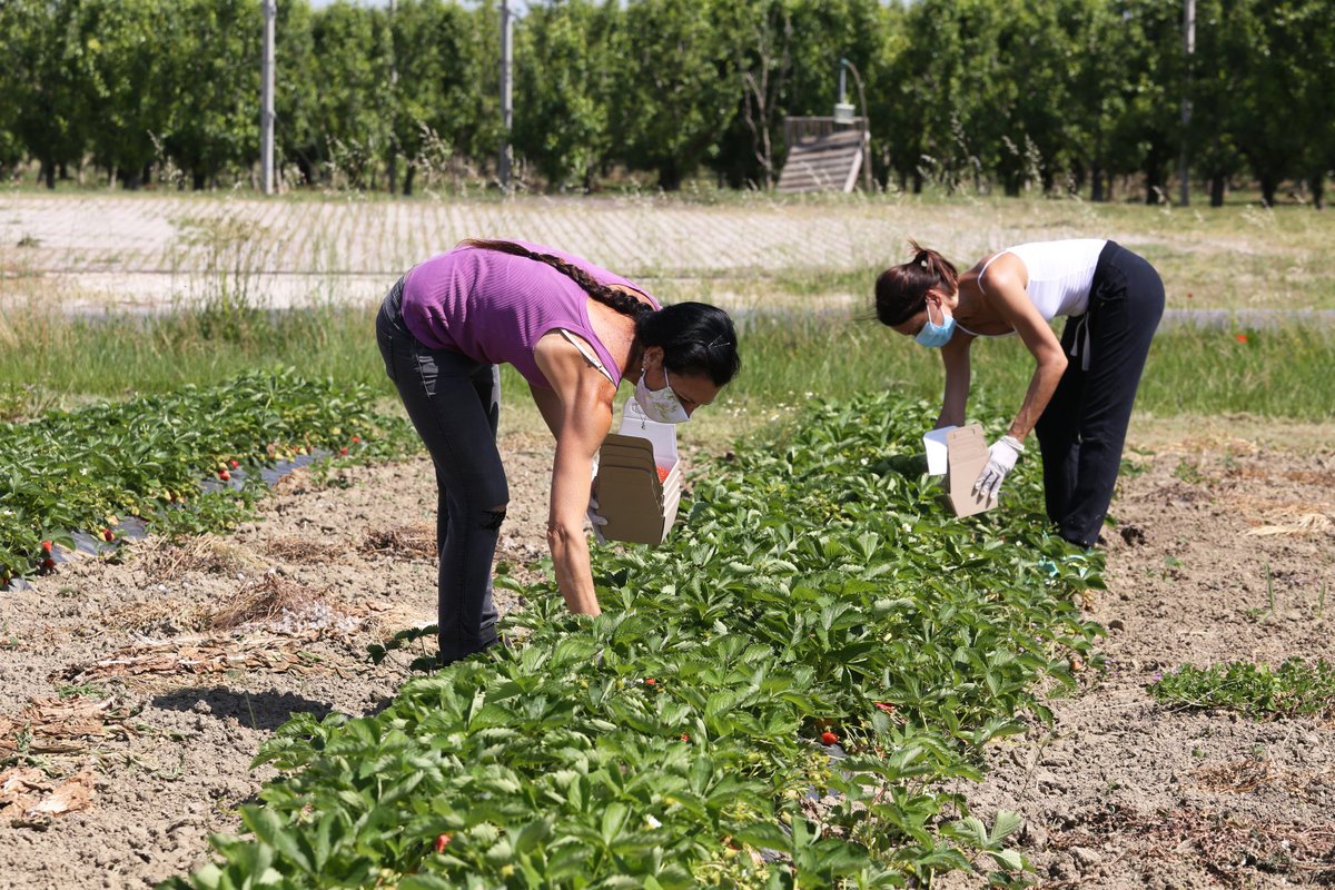 RegioneER's tweet photo. #Lavoro. Contrasto al #caporalato, incontro a Modena della Rete per il lavoro agricolo di qualità: #supporto culturale e sociale fornendo i servizi necessari per emanciparsi da una vera e propria schiavitù. La #notizia 👉 https://t.co/JNoVAOMKqg https://t.co/y1MMpT14wA