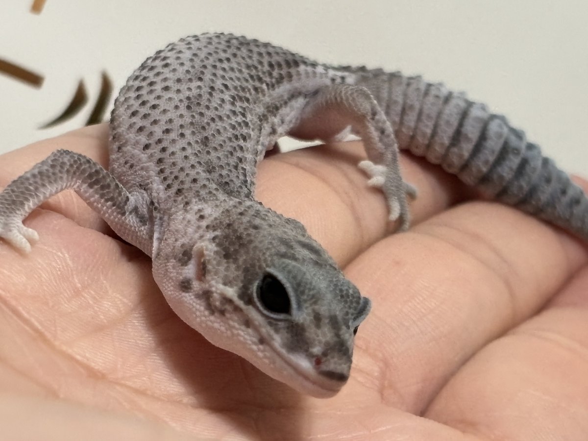 ゆとっと tweet media