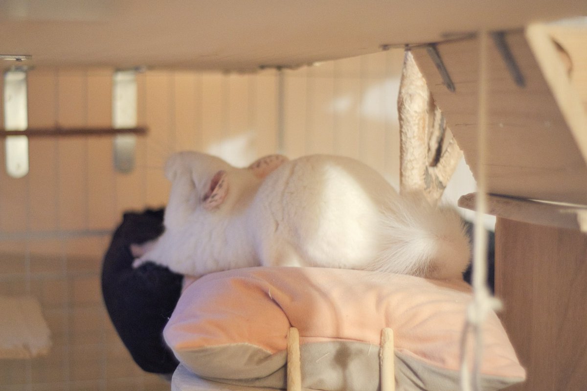 のび〜