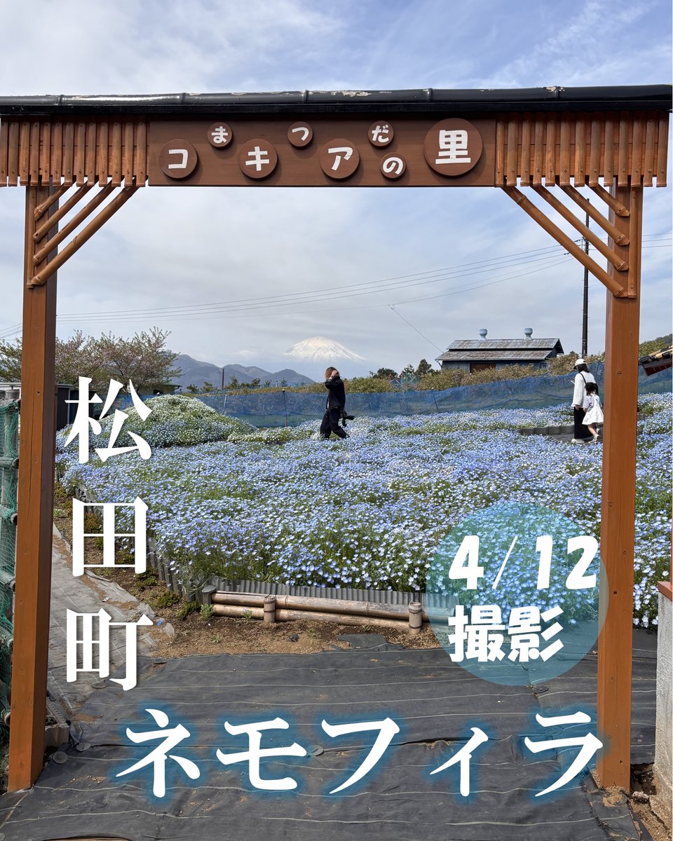 松田町「コキアの里」でネモフィラが見頃🌺 高台に広がる青い花畑と