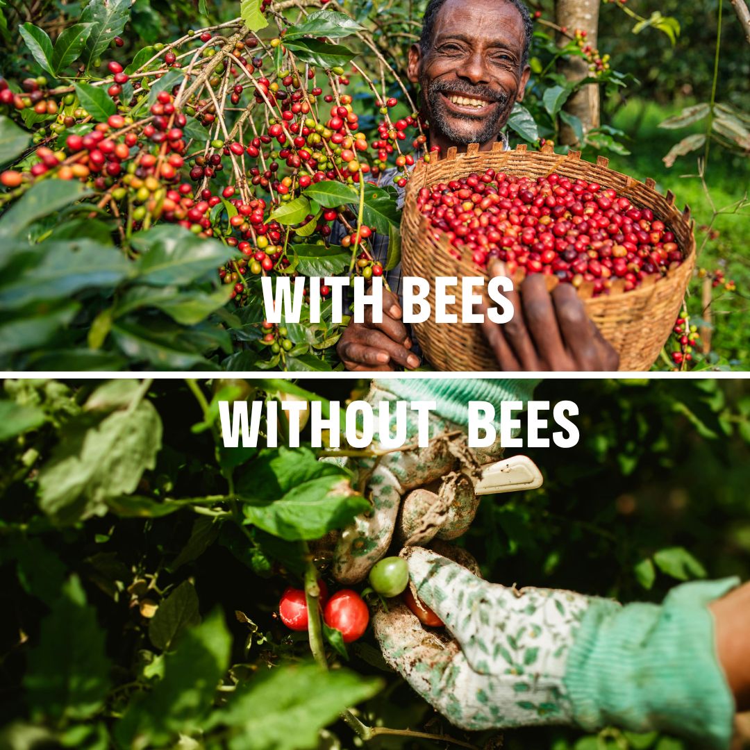 The real question is whether we are willing to shift systems fast enough to protect health, nature, and future generations. #FoodorPoison #BadforEuropeBadforAfrica