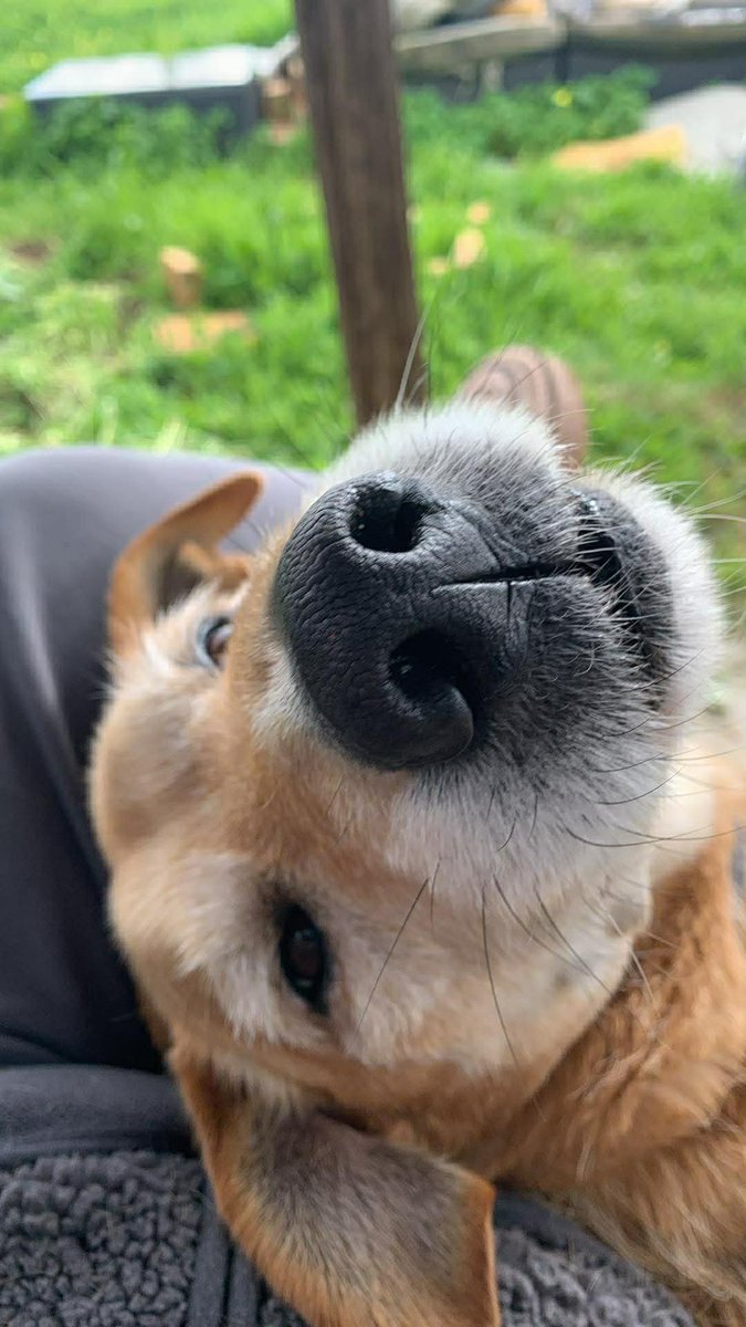 Paws in Paradise tweet media