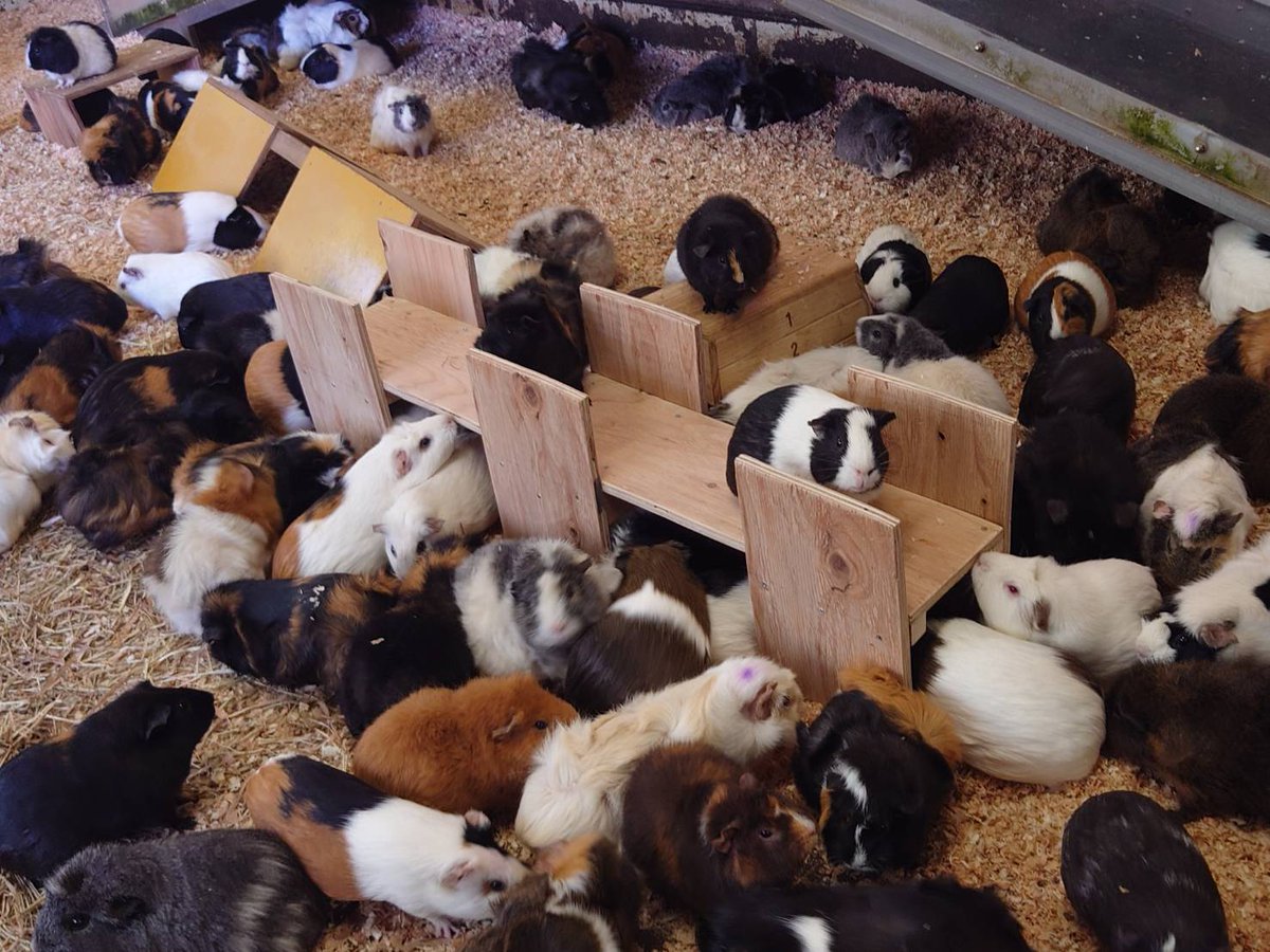 ヒノトントンZOO(羽村市動物公園) tweet media