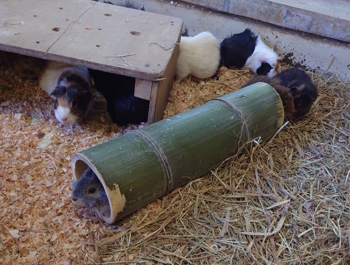 ヒノトントンZOO(羽村市動物公園) tweet media