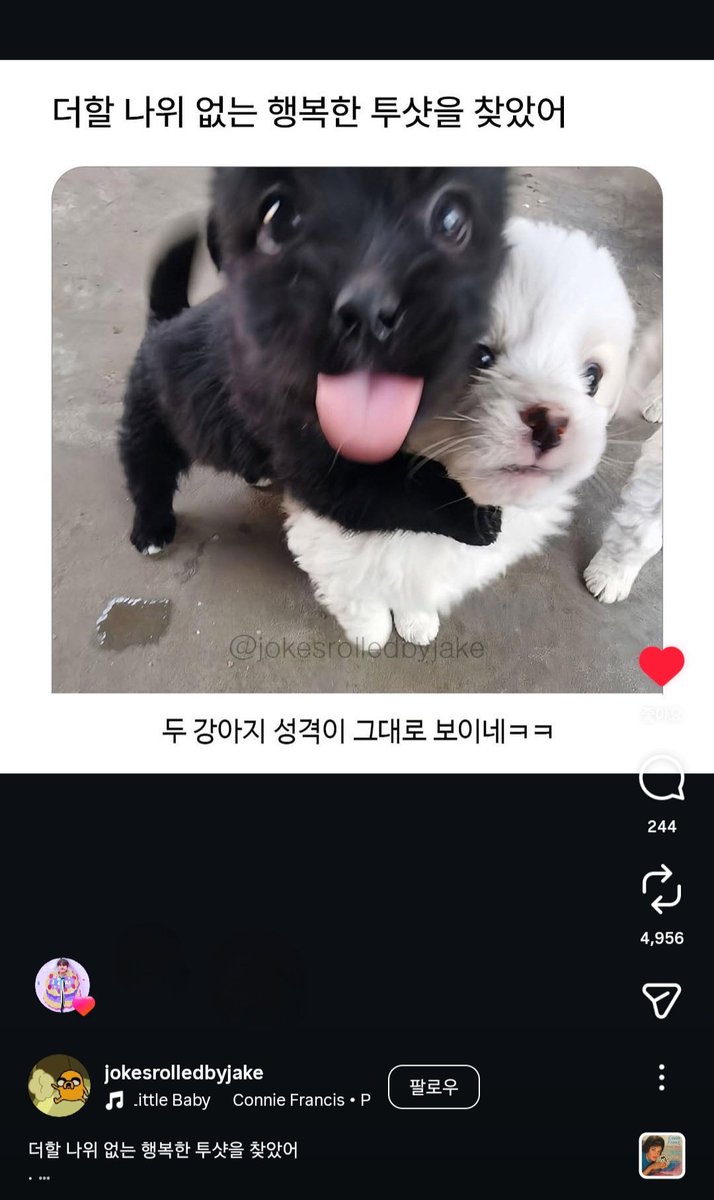 롬 외 7004명 tweet media