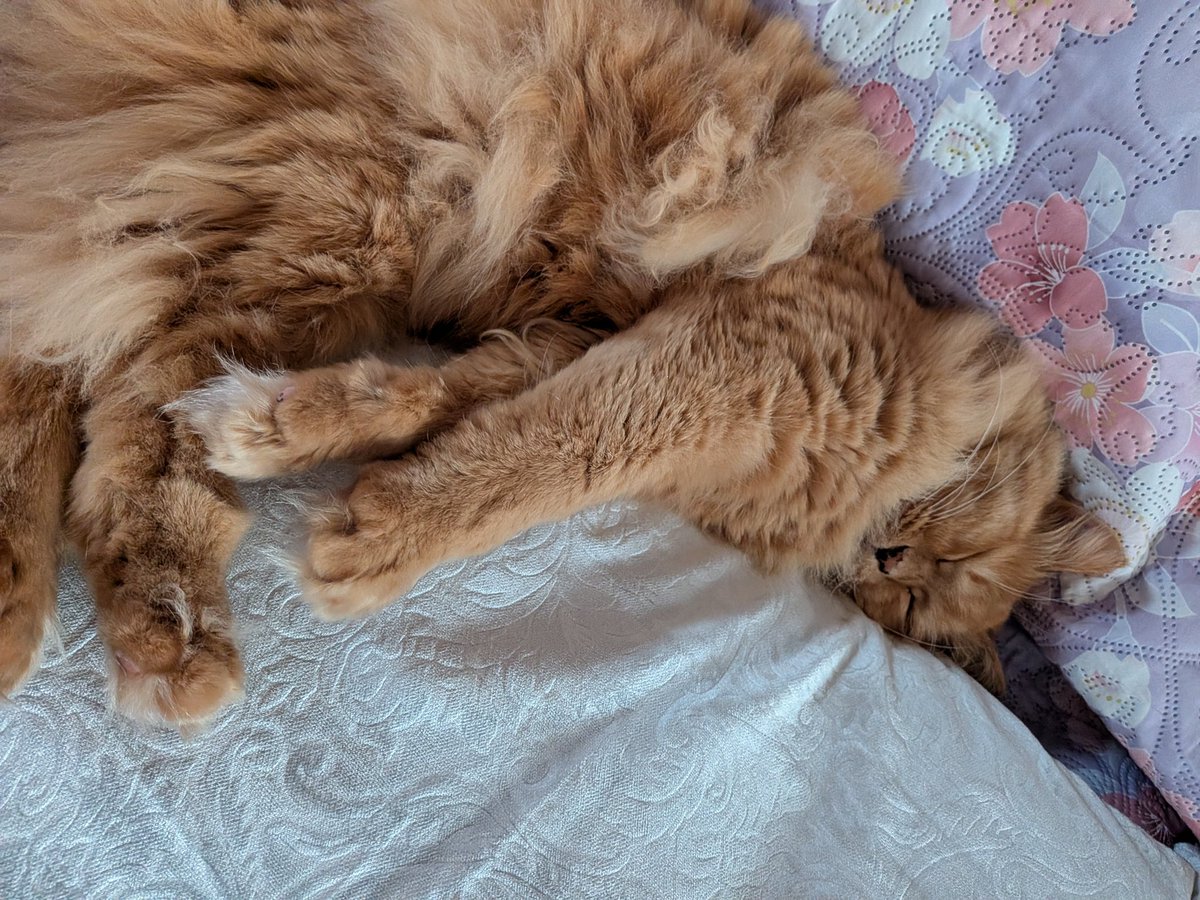 ぴょこぴょこピクルスちゃん♡TeamABC 🍒 tweet media