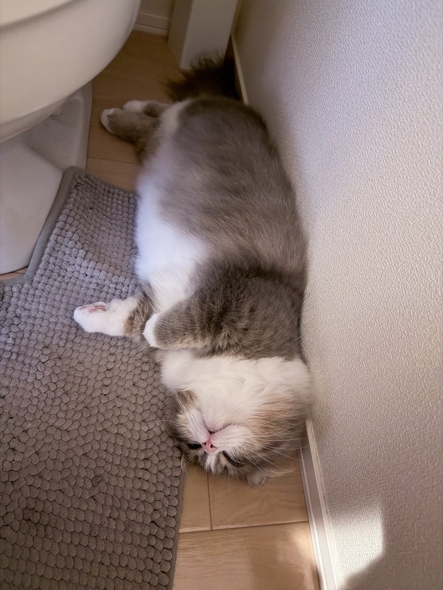 ししゃもとかぼす tweet media