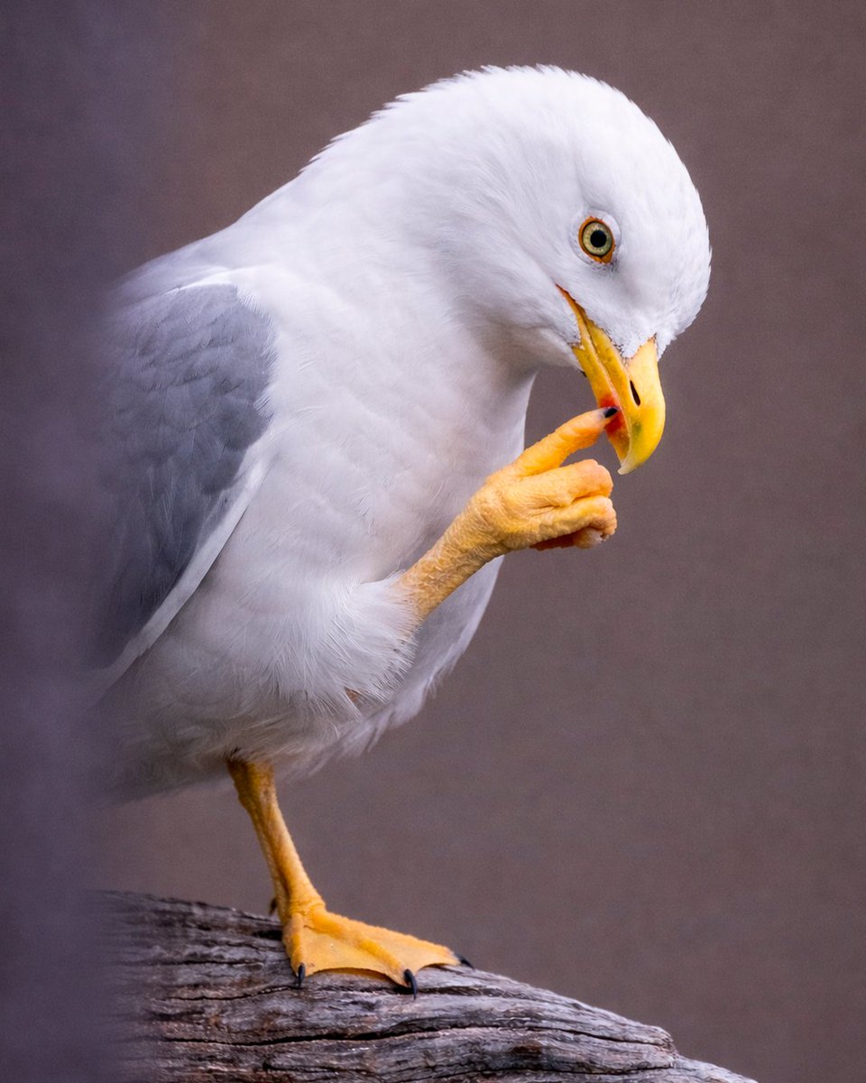 Celta English tweet media