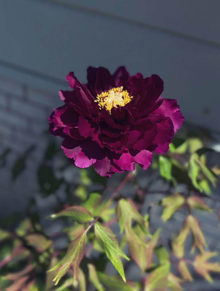 utopiano ユートピアノ tweet media